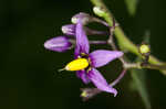 Climbing nightshade